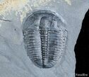 Inch Elrathia Trilobite In Matrix - U-Dig #2926-1